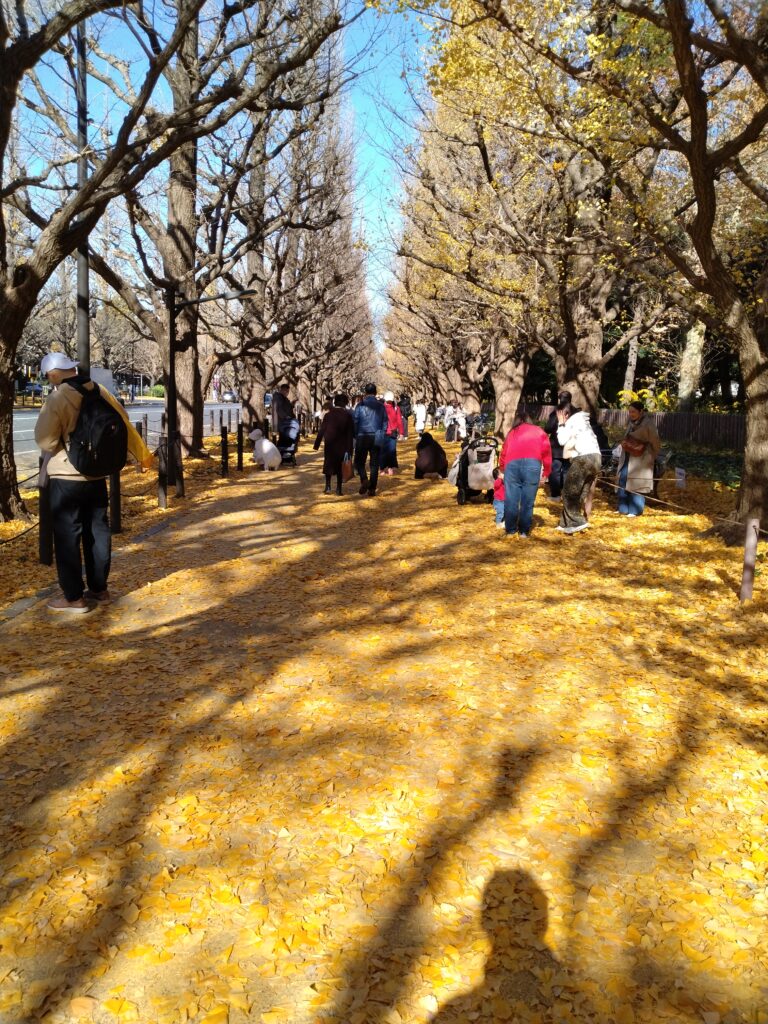 秋の思い出を作るなら、外苑のイチョウ並木へ