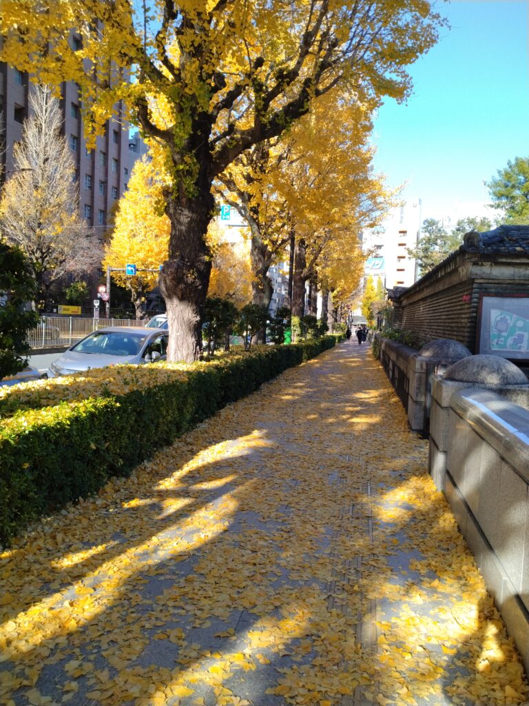 イチョウが彩る秋の参道を歩く